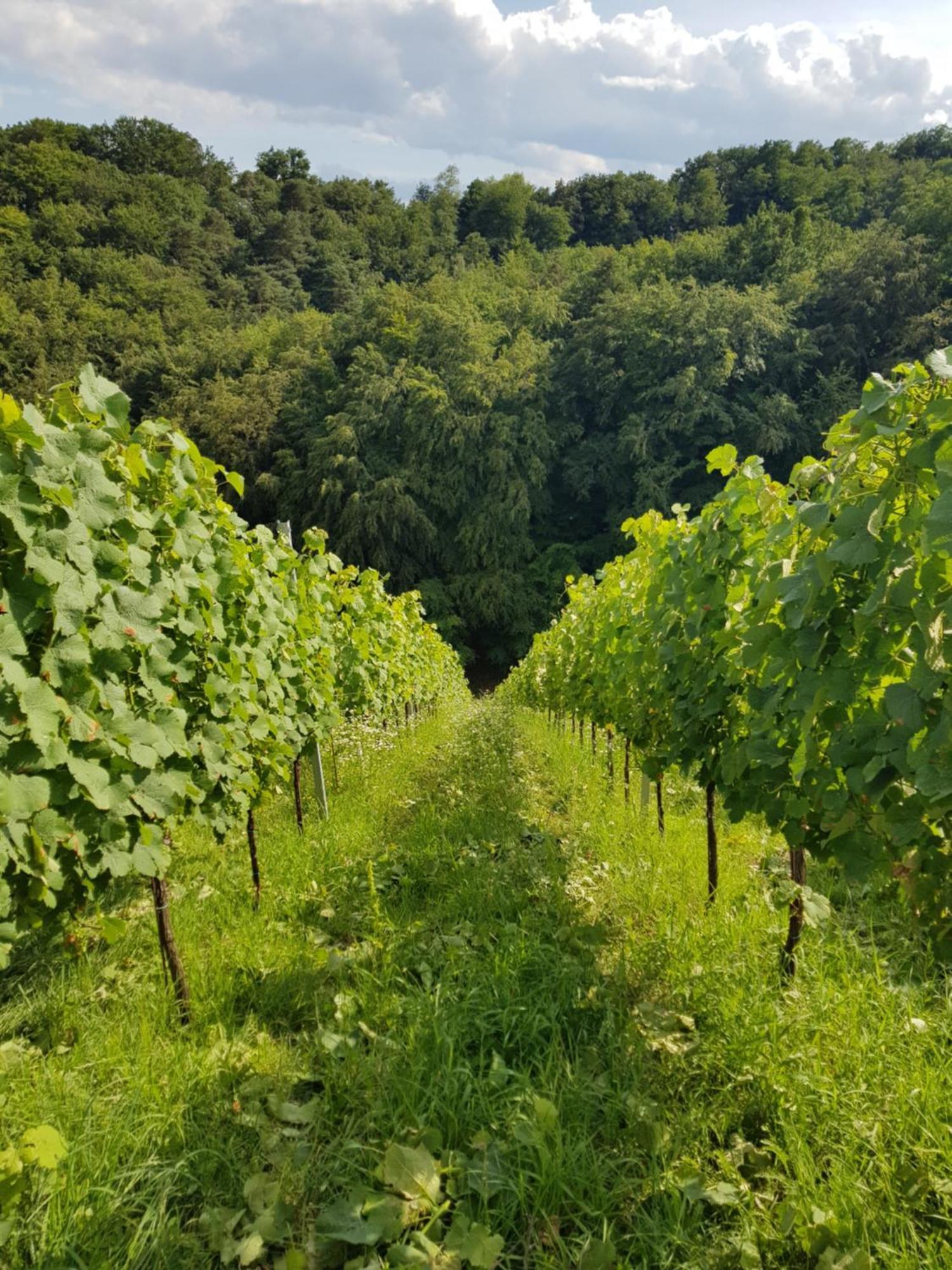 Wine House Kaloh Villa Maribor Luaran gambar